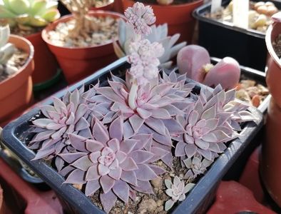 Graptopetalum rusbyi