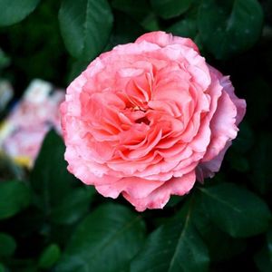 rosier-laurent-cabrol (2)