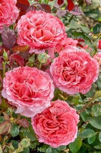 Rosa-Laurent-Cabrol- 6