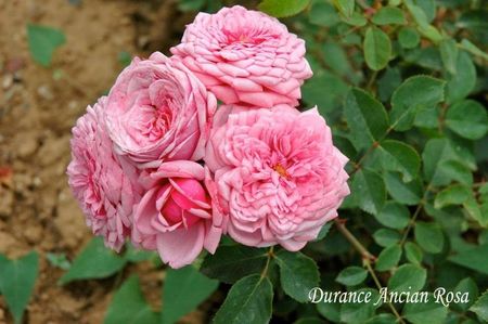 durance ancian rosa-