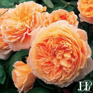 CROWN PRINCESS MARGARETH - 2