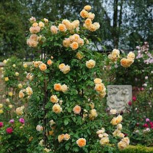 CROWN PRINCESS MARGARETH - 3