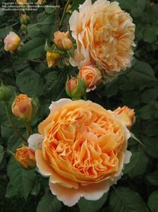 CROWN PRINCESS MARGARETH - 4