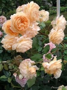 CROWN PRINCESS MARGARETH - 7