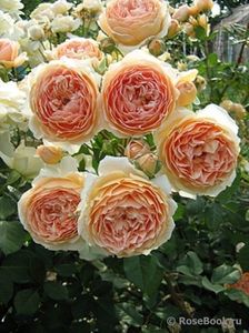 CROWN PRINCESS MARGARETH- 1