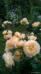 CROWN PRINCESS MARGARETH -6