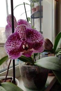 2019.03.02; Orhidee 1
