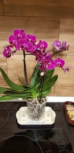 Sogo berry " sweetheart "