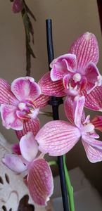 Dee dee semipelorica