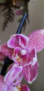 Dee dee semipelorica