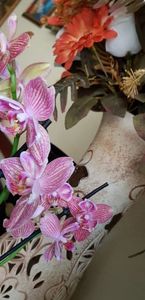 Dee dee semipelorica