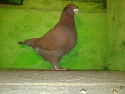 Vandut