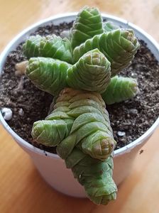 Crassula marchandii ( alta)