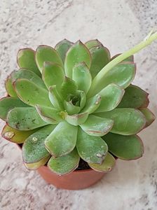 Echeveria sagita