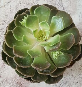 Echeveria Brown rose