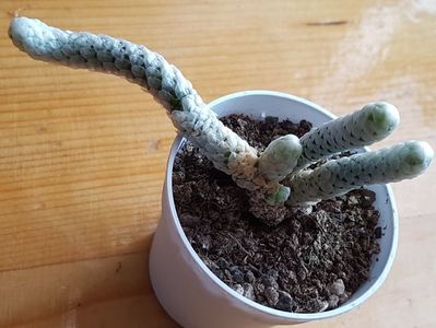 Anacampseros papiracea