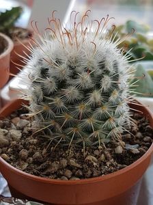 Mammillaria bombycina