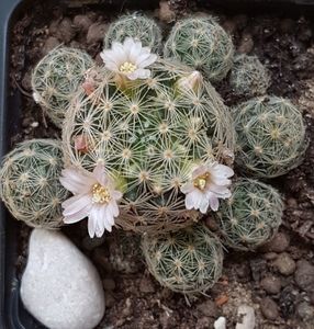 Mammillaria giselae
