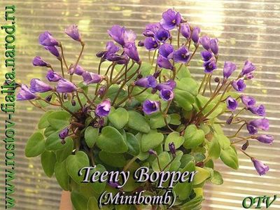 TEENY BOPPER-trail