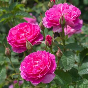 england_s_rose_3.3