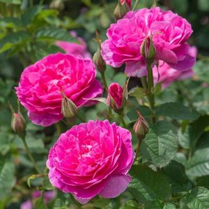 england_s_rose_3.3