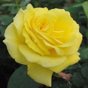 rosa-golden-delight