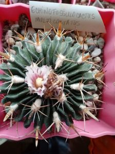 Echinofossulocactus Multicostatus