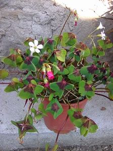 oxalis deepei iron cross