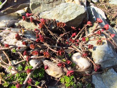 Sedum spurium roseum; A rezistat iernii fără probleme, cea mai scăzută temperatura a fost de -10 grade Celsius

