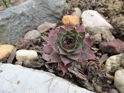 Sempervivum - urechelniță; Iarna, frunzele sunt mai roșii
