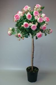 Eden Rose-100 cm-130 ron