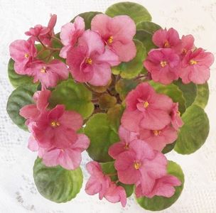 Cajun's Alfie Plant