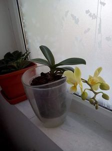 orchideea galbena; a inflorit si ea
