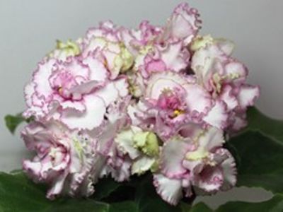 AV MOSCOE REGION ROSE