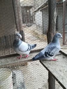 Perechea 2; Matcă
