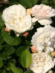 rosa-winchester-cathedral=-8