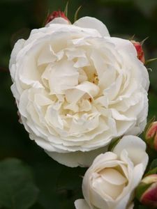 rose-winchester-cathedral-7