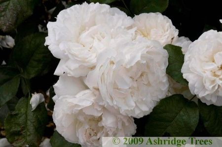 Winchester-Cathedral-Roses_5