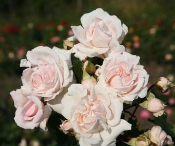 constanze-mozart-rose (1)