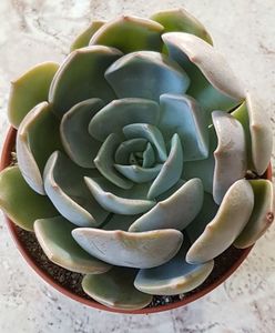 Echeveria Orion