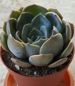 Echeveria Orion