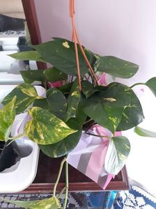 Syngonium