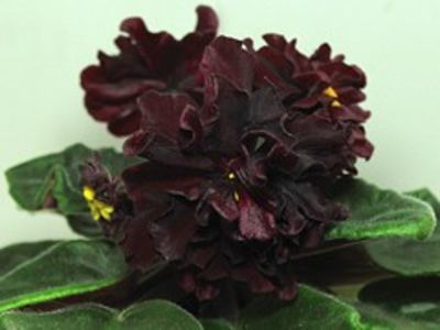 AB BLACK PRINCE