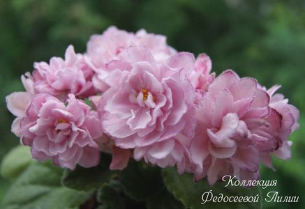 EK pinK  GARLAND