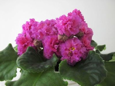 LE LARIA MIRABELA