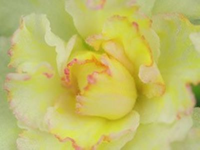 AB YELLOW ROSE