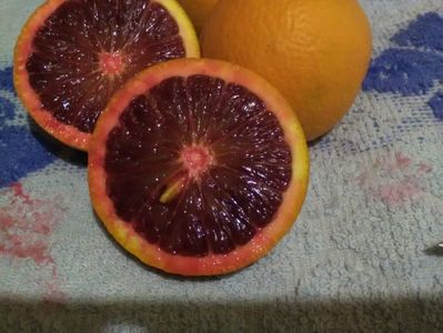 Citrus sinensis tarocco dal muso; Fructe mature

