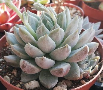 Echeveria tolimanensis "Night cloud"