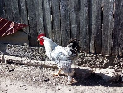 ; Cocoș încălțat herminat deschis 2018 pentru matcă
