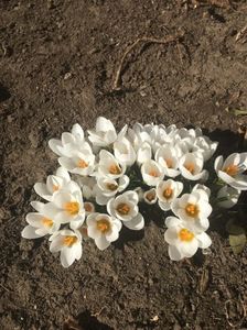 crocus